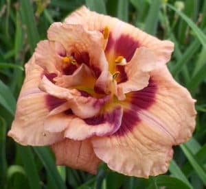 Your Angel daylily