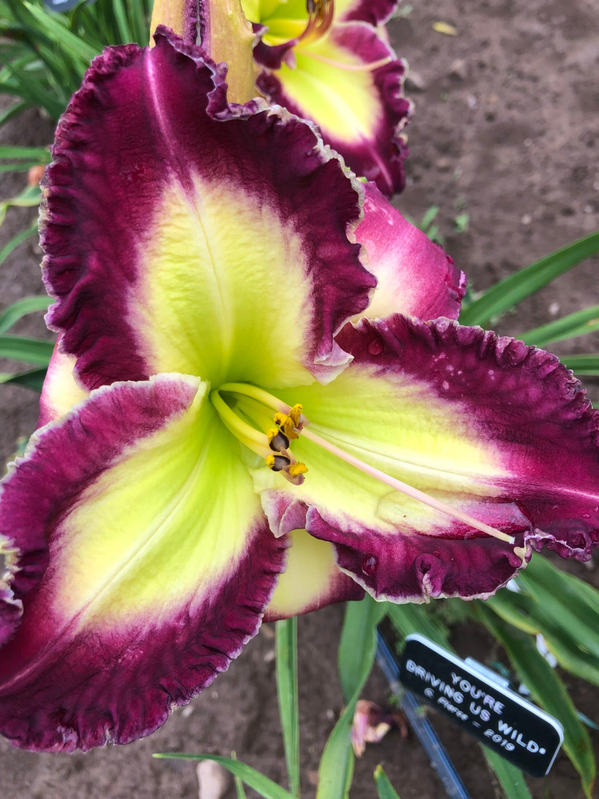 You’re Driving Us Wild daylily