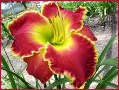 Yuletide Magic daylily