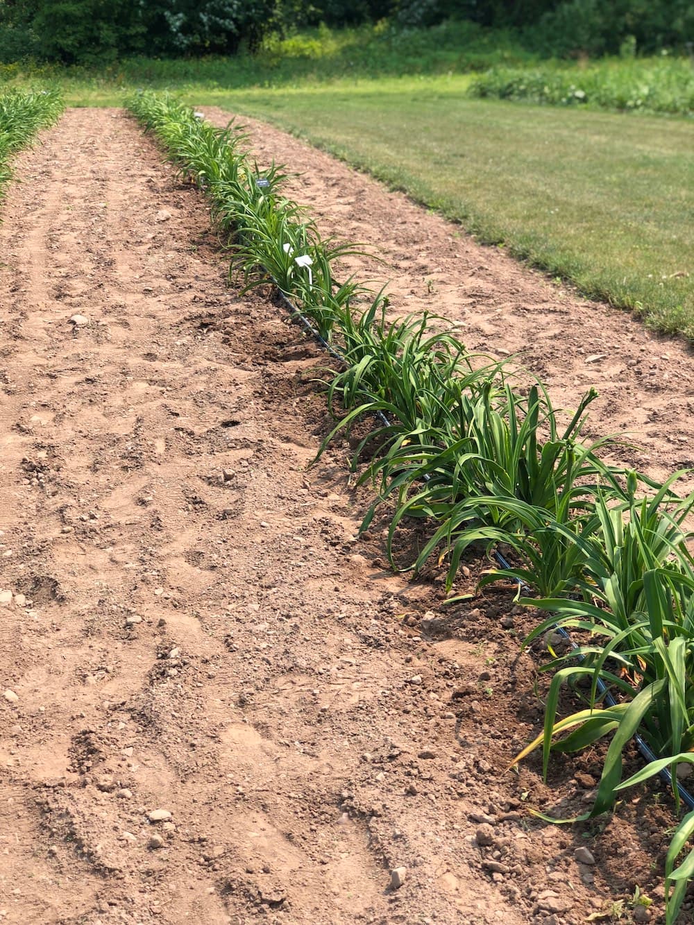 Daylily beds at Nonnie's Daylily Gardens