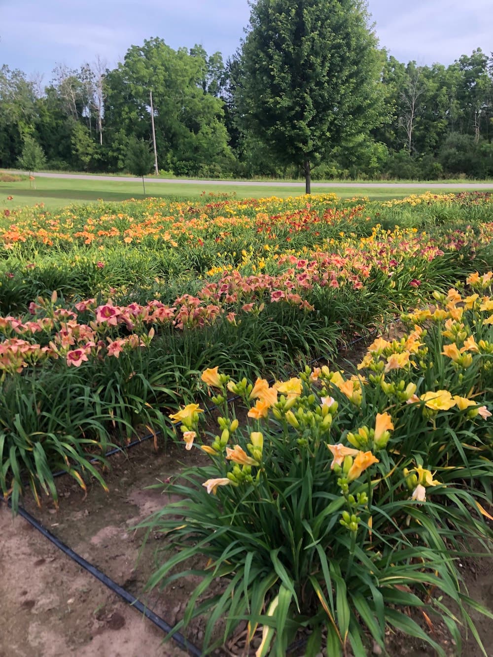 Daylily beds at Nonnie's Daylily Gardens