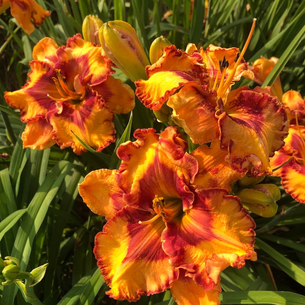 Daylilies blooming at Nonnie's Daylily Gardens